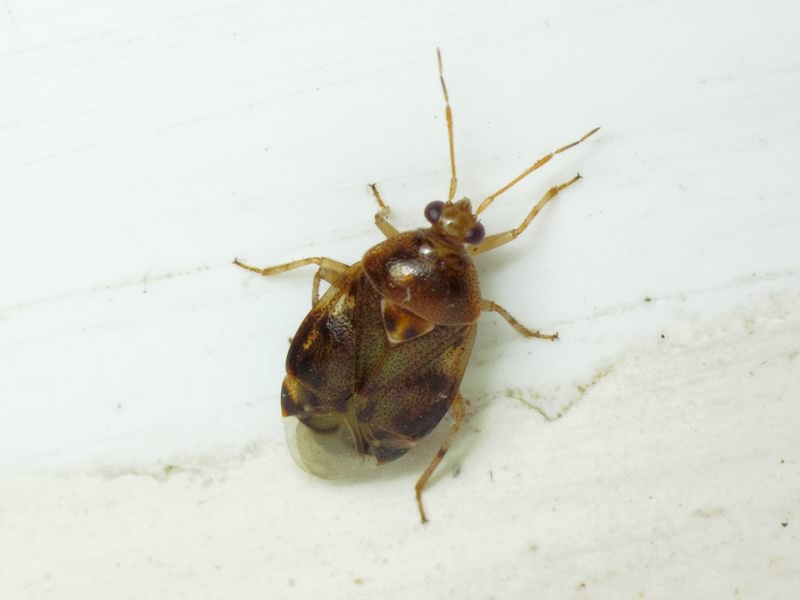 Deraeocoris lutescens (Schilling, 1837)